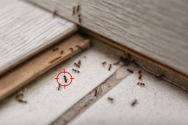 Best Pest Removal Services  in Clinton, LA